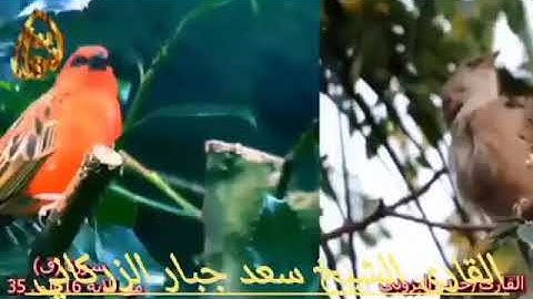 القارئ سعد الزركاني  / ماتيسر من سورة ق