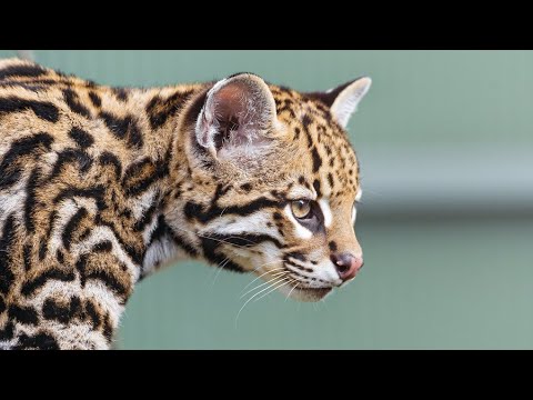 Video: Ocelotul are prădători?