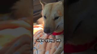 아들을 유독 예뻐하는 어미개 여우