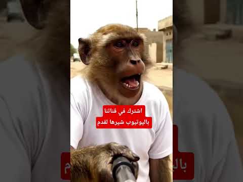 يوميات قرود السودان
