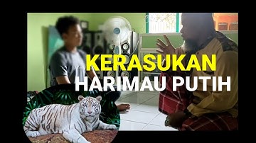 kerasukan jin harimau..