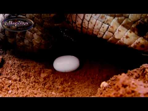 شاهد كيف تبيض التماسيح