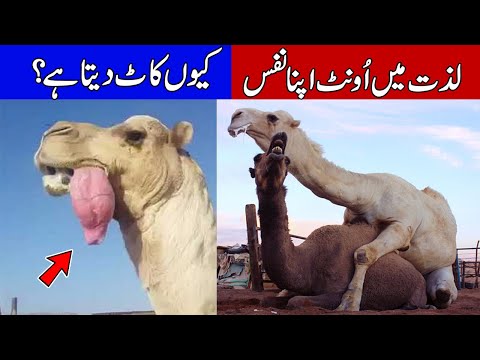 Facts About Camel | Camel Life Story | Facts With Shani