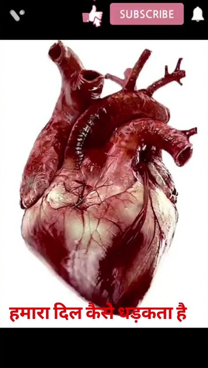 How our heart beats...