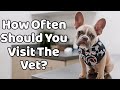 How Often Should You Visit the Vet?