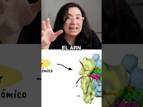 TIPOS DE ARN