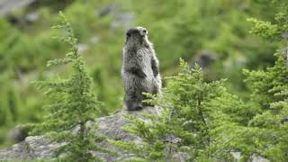 Mountain Marmot calling warning whistle Mt Baker Yelling