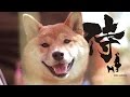 SHIBA - Samurai a quattro zampe