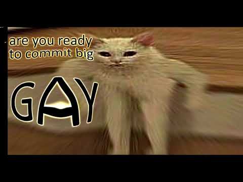 cat-memes-in-2018