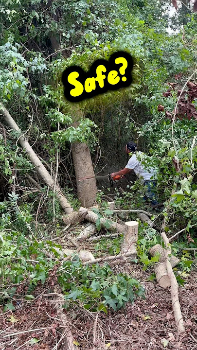 Cutting Tree with Vines is not very Safe (do not try!)