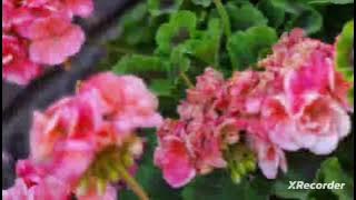 Nashidaa Sheikh Mohammed Durii Bassoo