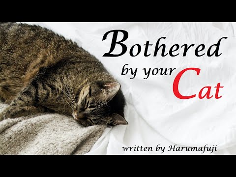 Bothered by Your (Literal) Cat ASMR Roleplay -- (Female x Listener) (Guess I'm a Cat Now) (Comedy)