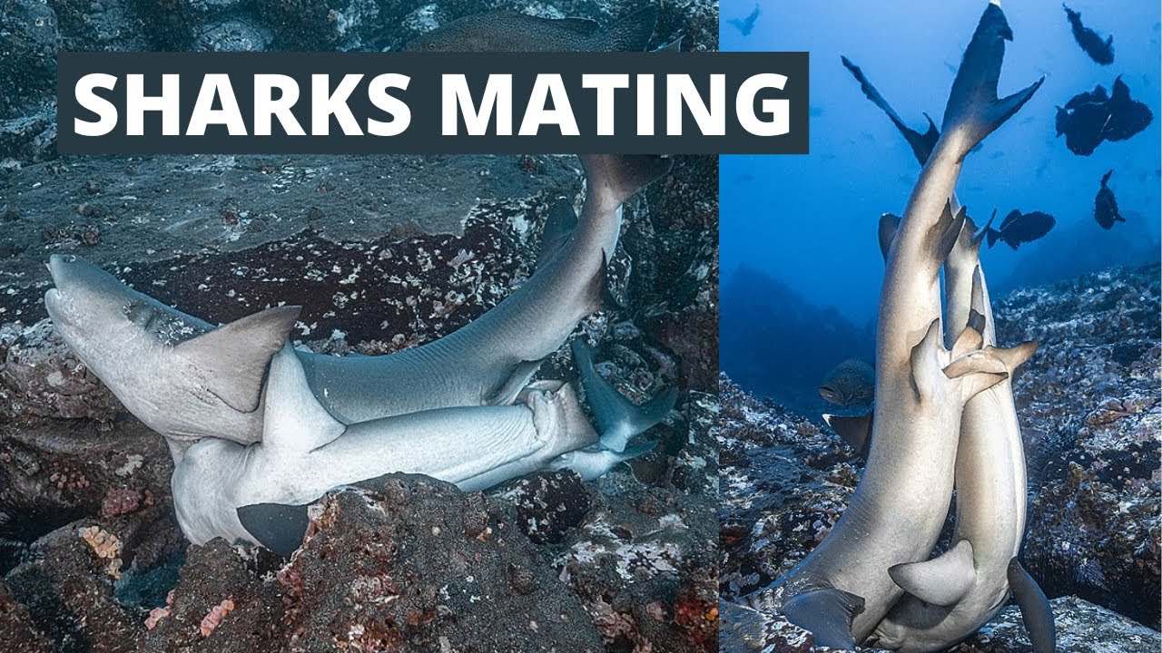 Incredible Images of Sharks Mating beside a Coral Reefs