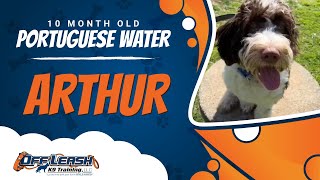 Portuguese Water, 10 Month Old, Arthur | Best Dog Trainers Northern VA | Off Leash K9 by OffLeashK9Training 58 views 3 weeks ago 7 minutes, 7 seconds