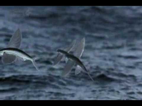 Life - Flying Fish