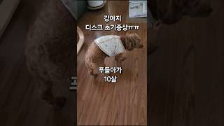 가아지 목 디스크증상 #강아지디스크 #강아지 #dog