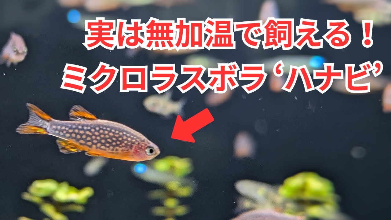 【無加温で飼える？】ミクロラスボラ 花火を解説します！