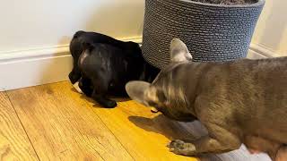 French bulldog puppies giving mom and dad a hard time by playing under the pot plant - Day 50