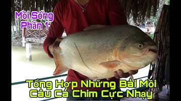 Những Bài Mồi Cá Chim Cực Nhạy Phần 1 | Mồi Câu Cá Chim Hiệu Quả Nhất | Mồi Câu Cá Chim |TTN Channel