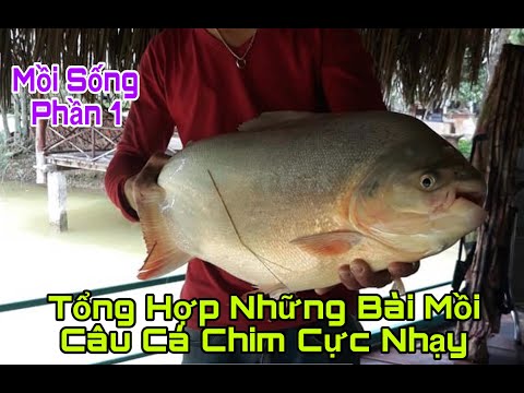 Moi Cau Ca Chim - Những Bài Mồi Cá Chim Cực Nhạy Phần 1 | Mồi Câu Cá Chim Hiệu Quả Nhất | Mồi Câu Cá Chim |TTN Channel