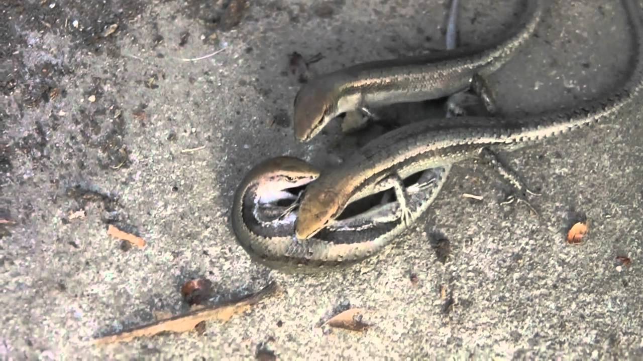 Garden Skink Menage A Trois Youtube