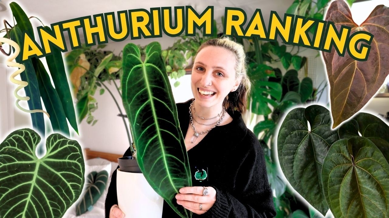 Ranking My Anthurium Collection 🪴 (From Least Favourite to Elite)