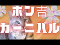 【ポン吉カーニバル開幕!? 頭にナニついてるの？】@taipi 【切り抜き】