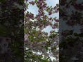 #fantastic #amazing #europa #spring #foryoupage #summer #views #blessed #viral