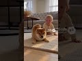 赤ちゃんとわんこ🐶　dog and Baby #japan #cute #ai #baby #kawaii #かわいい　#犬　#dog #残念そうな顔 #funny #dance #music