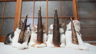 たけのこ のせ猫 250723 - YouTube