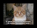 Веселые картинки. Приколы с кошками. Смешные коты.