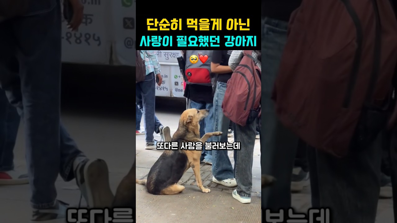음식이 아닌 사람의 손길이 간절했던 강아지의 행동 #강아지 #댕댕이