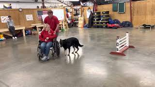 'Heath' 18 Mo GSD Wheelchair Obedience Life Prufen Session Home Raised Personal Protection Dog