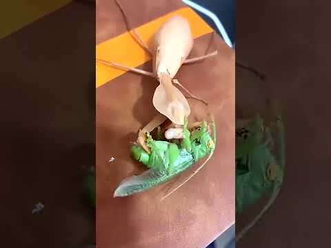 Shield mantis VS