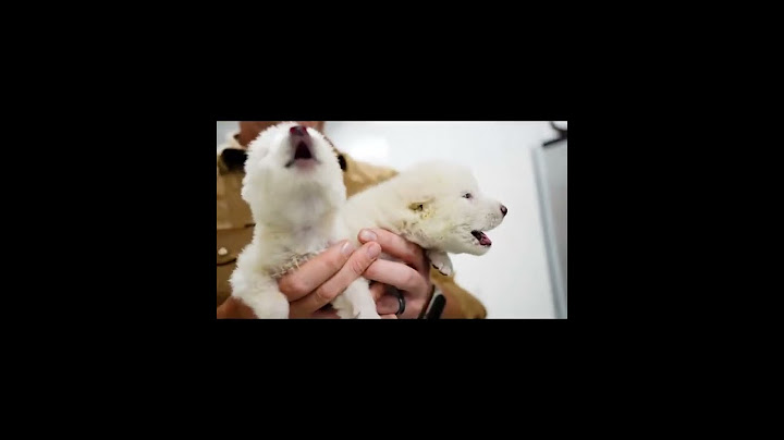 The first dire wolf howl in over 10,000 years