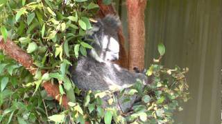 Potoroo Palace's Cute Animals.m4v