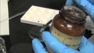 How to prepare a mineral oil mull