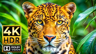 Experience 4K Animal Video Like Never Before At 120Fps 4K Hdr Dolby Vision With Cinematic Music