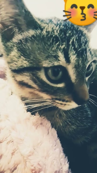 😼😽 - YouTube image.