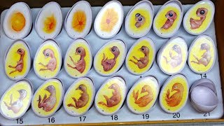 КАК ОТОБРАТЬ И ПРОВЕРИТЬ ЯЙЦА ДЛЯ ИНКУБАЦИИ. Обзор отбора яиц на ферме.