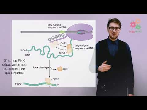 Реализация геномной информации. Процессинг и сплайсинг РНК