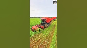 HARVESTING SUGAR BEET #harvester #farminvideo