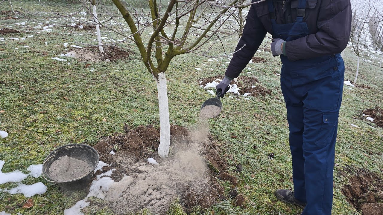 Теперь добавьте это вокруг фруктовых деревьев, чтобы получить плотные плоды и обильный урожай.