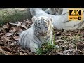 【White Tiger】4K ホワイトタイガー 生後33日 赤ちゃん