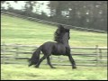 Friesians at play teade 392 iron spring farm