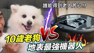 10歲老狗 VS 地表最強機器人『誰能得到老人芳心』