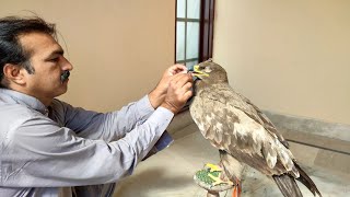 Steppe Eagle Rehabilitation