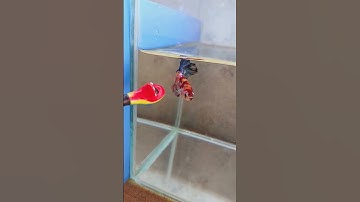 Koi Nemo GLX || Cá Betta - Vẻ đẹp thủy sinh || Nghe Tân Cổ Xưa - Nghe Minh Cảnh Hát