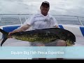 DOURADO GIGANTE DE 19.950KG PESCADOR GERALDO, PESCA OCEÂNICA, FLORIPA