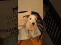 Parson Russell Terrier Attractive Aramis of Green Spirits - Lenny likes fried batter pearls